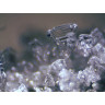 Микроскоп стереоскопический BRESSER Erudit ICD 20x/40x 74313